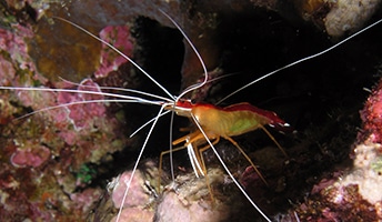 Close up of a cleaner shrimp