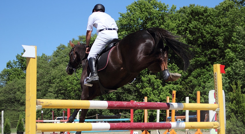Rider and horse show jumping